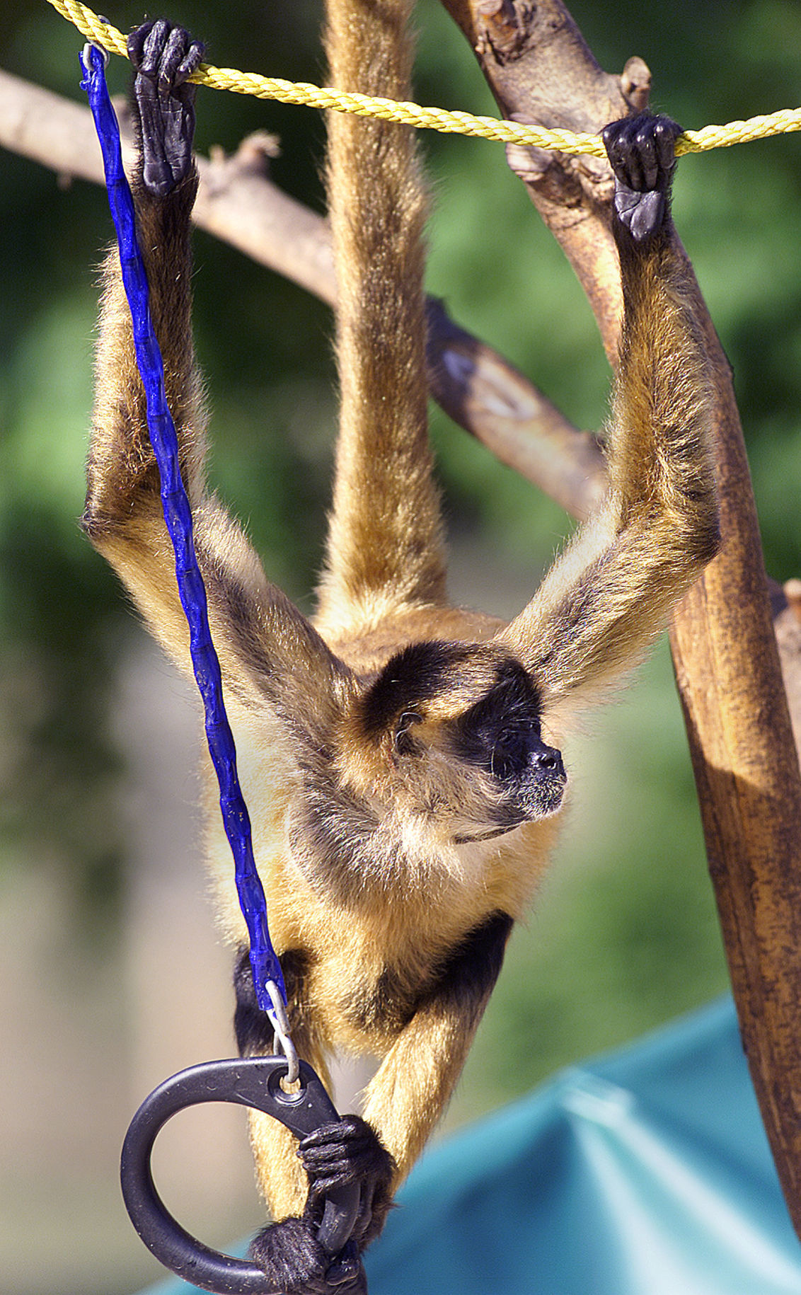 Myrick Park Zoo
